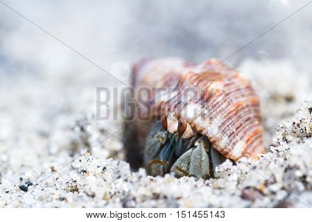 Tropical Hermit Crab