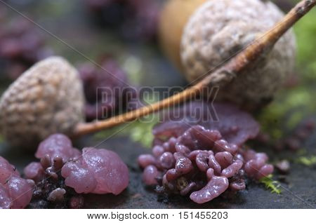 Ascocoryne sarcoides mushrooms on an old stump