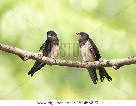 a pair of black barn swallows sitting on a branch in spring