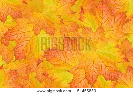 many maple leafs laying down background covers the entire image