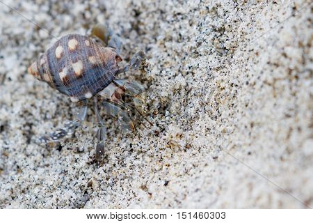Tropical Hermit Crab