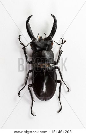 Stag Beetle (Hexarthrius nigritus) Top view on white background