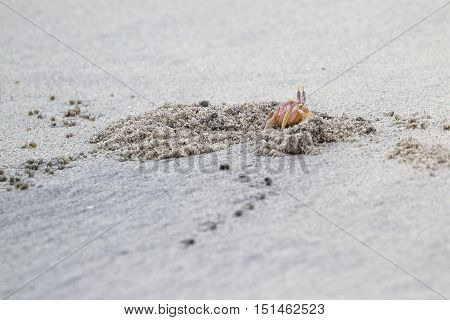 Horned Ghost Crab