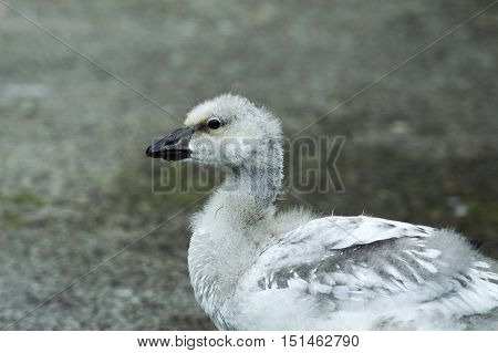 Gosling (goose) standing next to a lake