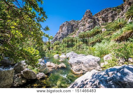 Preveli palm forest in Crete island, Greece. This amazing tropical forest is located in the gorge of Kourtaliotis near the beach of Preveli.