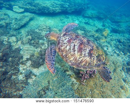 Sea turtle in blue water. Green sea turtle diving near sea bottom. Sea tortoise. Green turtle swims in sea. Snorkeling with turtle in lagoon. Aquatic image for card banner template with text place