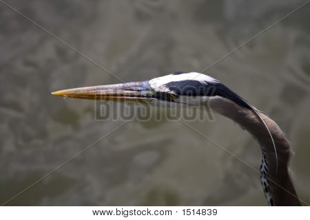 Heron hlava