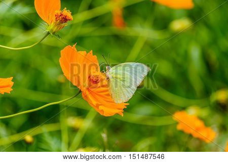 Beautiful Gulf Fritillary butterfly posed on a yellow flower feeding