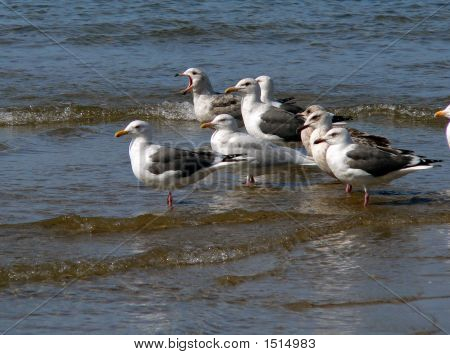 Szürkehátú sirályok (Larus Schistisagus) 1