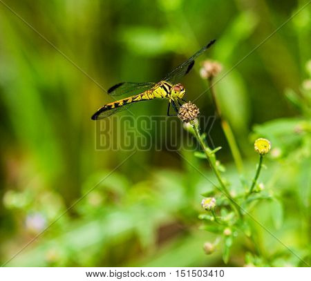closeup of a yellow dragonfly on a plant witha blurred background