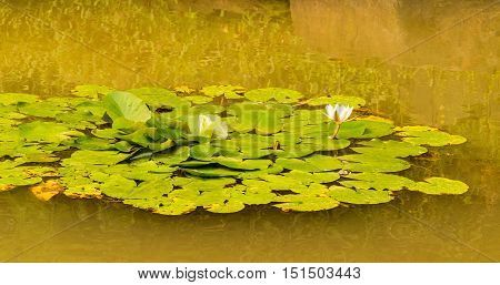 Lilly pads in a pond with white lotus flower with a tree and grasses in the background