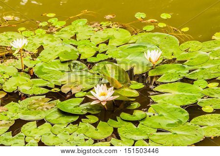 Lilly pads in a pond with three white lotus flowers