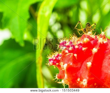 Closeup of a brown spider on a small red cactus with a de-focused background