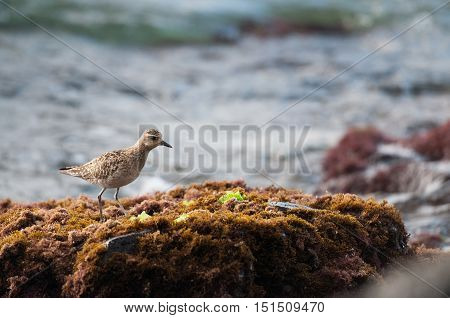 A pacific golden plover searching for food