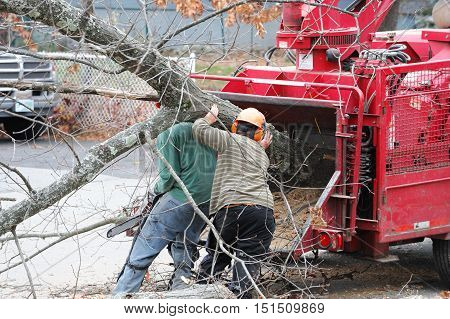tree removal and worker moving tree trunk to grinding machine