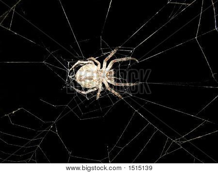 Hrozné Spider