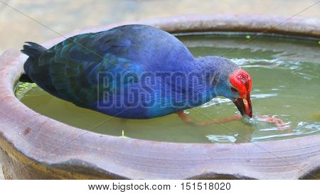 Black-backed Swamphen dredging up algae with its foot from the bottom of a large ceramic water bowl, aviary near Songkhla, Thailand