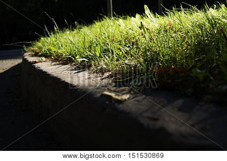 a forest or park with trees with autumn leaves toned with a retro vintage instagram filter app or action effect