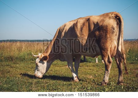 Cow Grazing On Green Meadow At Sunny Day