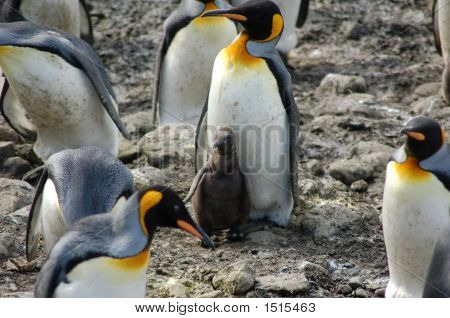 Wildlifepenguins e Baby
