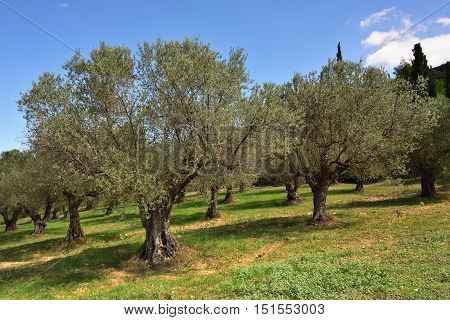 Idyllic rural landscape with olives trees and cypress on background Nemea region Peloponnese Greece Europe.