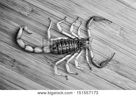 Young scorpion on a bamboo board, top view. black and white.