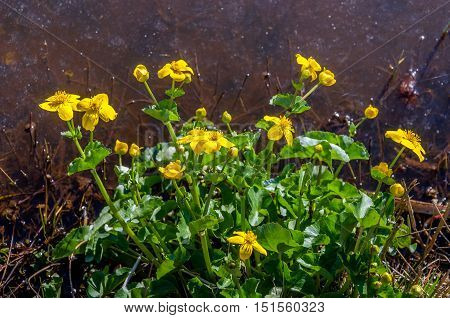 Closeup of a yellow budding and flowering marsh-marigold or Caltha palustris plant with bright green leaves on the water side on a sunny day in the spring season.