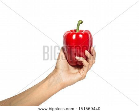hand holds red pepper isolated on white background