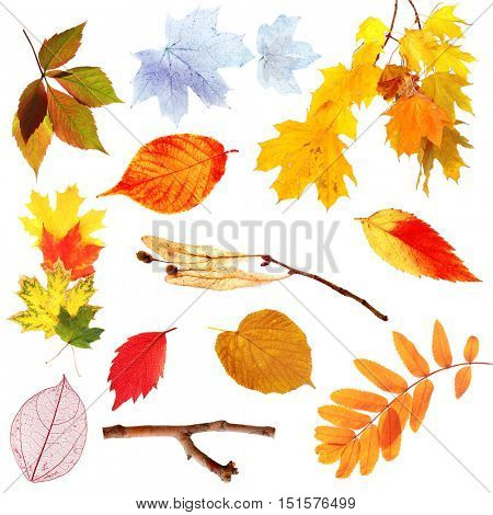 Set of autumn leaves isolated on white