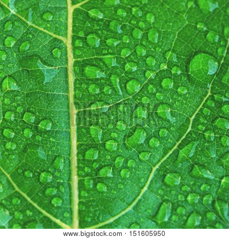 Green dewy leaf. Beautiful green fresh natural background.