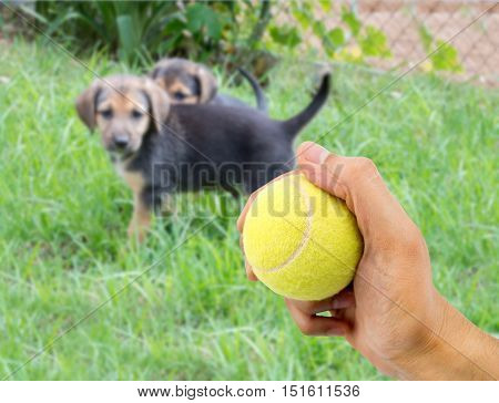 closeup of a human hand with a tennis ball to play with a small dog
