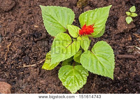 Salvia Seedling With Red Flower In Rich Loam Soil