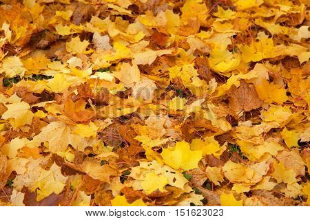 Maple leaves on the ground in autumn colors.