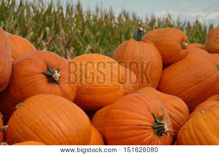 Bright orange fall pumpkins farm fresh and ready ready for purchase.