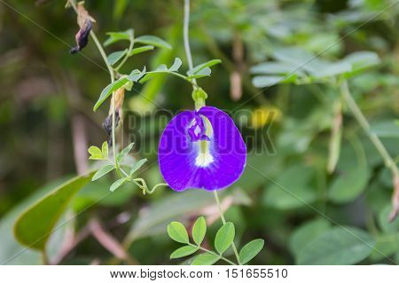 Butterfly pea or Blue pea flowers (Science name Clitoria ternatea L., other names are Orchid Station, Orchid travel) isolated on white background