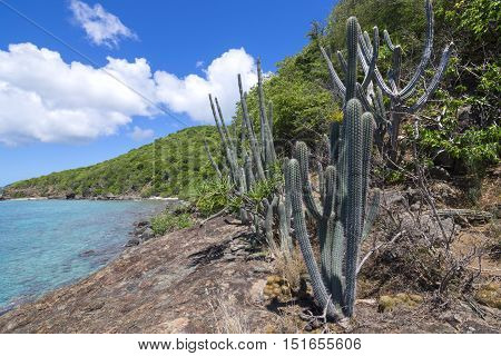 Naturally occuring variety of endemic cactus and other plants growing on Caribbean island rocky coast of Isla Culebra in Puerto Rico