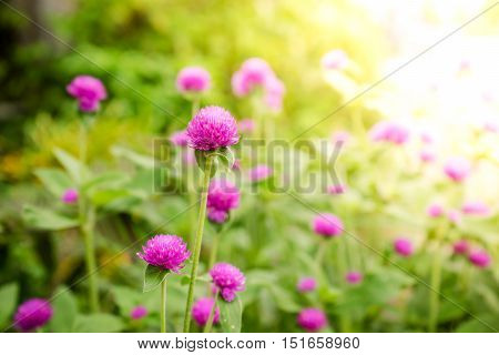 Globe Amaranth Or Gomphrena Globosa Flower In The Garden