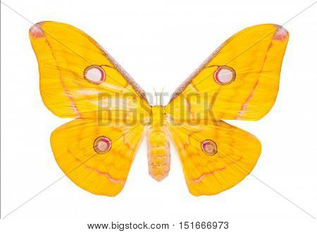 Aphantopus hyperantus. Beautiful colorful butterfly. Moth isolated on white. 