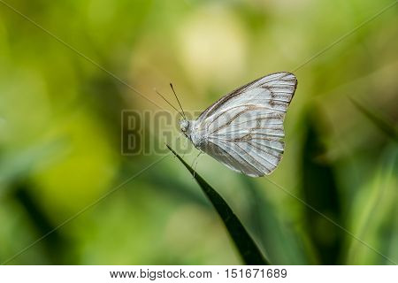 Closeup of a beautiful butterfly in nature.