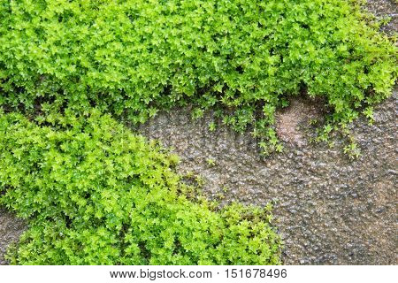 The Moss On The Walls Drip With Moisture For Background, Texture And Wall Paper.