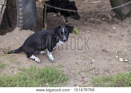 Shy Little Dog Mixed Breed