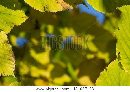 Blurry background with closeup of yellow autumn leaves