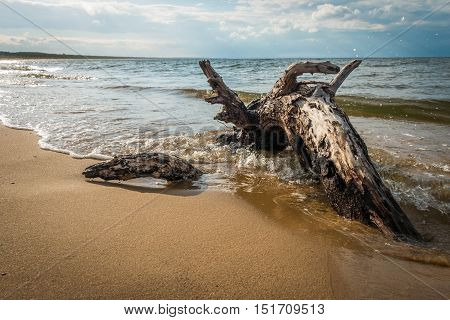 Big branch, partially buried in a sand, is lying on the shore and the waves are circumnavigating and crashing