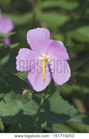 Seashore mallow (Kosteletzkya virginica). Called Sweet weed Virginia saltmarsh mallow also