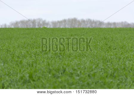 The young shoots of green wheat field with trees in the distance autumn Russia Tula region Central climatic zone of temperate continental climate