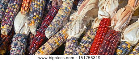 Cheerful and Colorful dried Indian Corn in a basket as decoration for Thanksgiving Table, Halloween, and the Fall Season