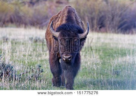 Bison strides forward at Grand Teton National Park in Wyoming United States of America.