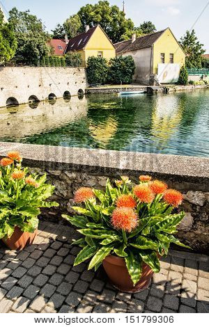 The city's architecture is reflected in the lake Tapolca in Hungary central Europe. Beautiful potted flowers. Tourist destination. Vertical composition.