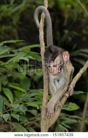 A young Balinese Long-Tailed Monkey in the Ubud Monkey forest in Bali Indonesia.