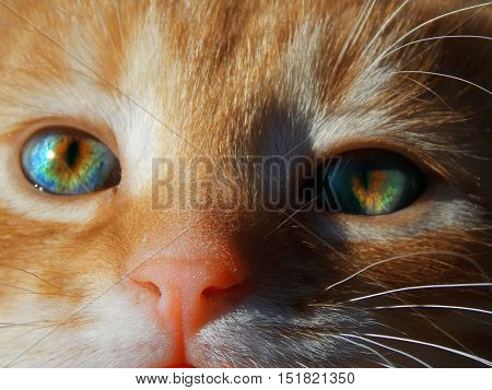 one small cat with beauty eyes from my garden